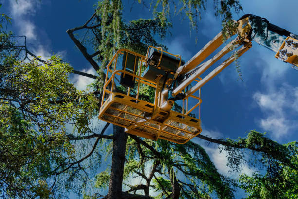 Best Landscape Design and Installation  in Fort Bragg, CA