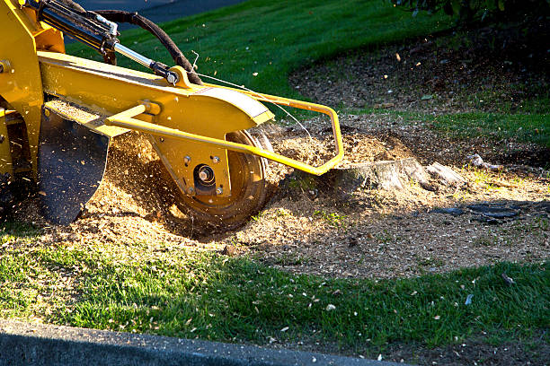 How Our Tree Care Process Works  in  Fort Bragg, CA
