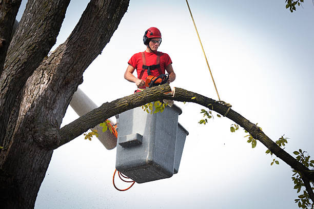 Leaf Removal in Fort Bragg, CA