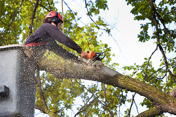 Trusted Fort Bragg, CA Tree Services Experts